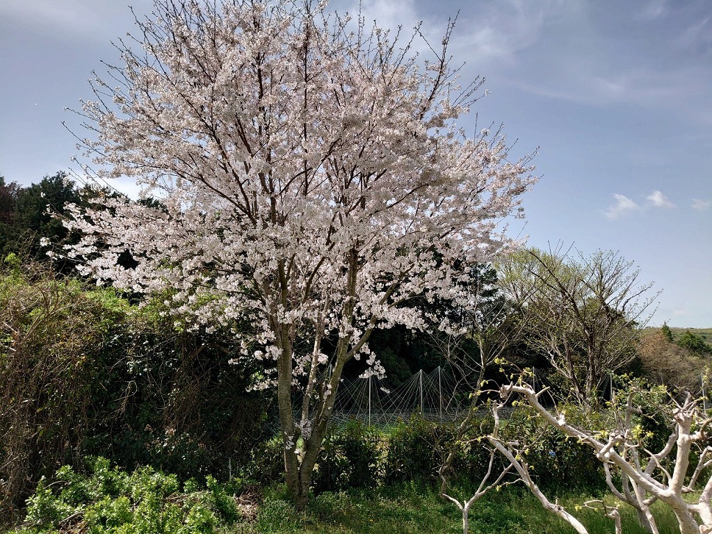 桜 アイキャッチ画像