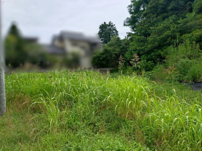 豊川市の草刈り事例をご紹介！【Tu･Cu･Ruの草刈りサービス】 アイキャッチ画像
