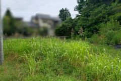 豊川市の草刈り事例をご紹介！【Tu･Cu･Ruの草刈りサービス】 アイキャッチ画像